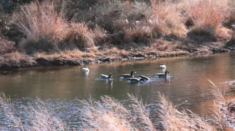 Wild Ducks I Stock Footage 20491036