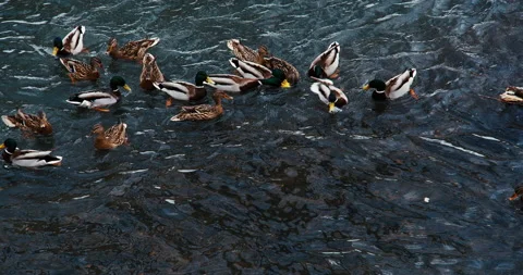 Wild ducks on the ice of the river. Wild waterfowl surviving the winter in an Stock Footage 167801393
