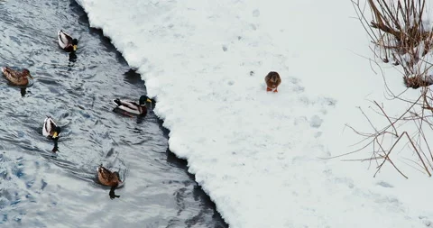 Wild ducks on the ice of the river. Wild waterfowl surviving the winter in an Stock Footage 167803518