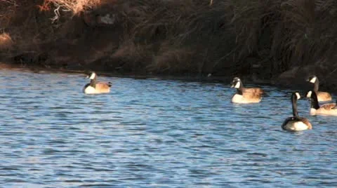 Wild ducks II Stock Footage 20491000