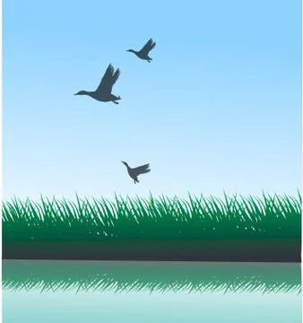 Wild ducks Stock Illustration