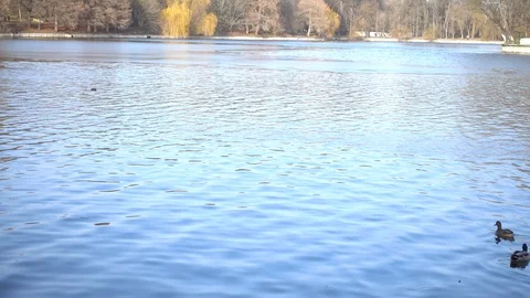 Wild ducks on lake in daytime Stock Footage 87291116