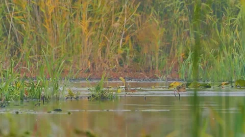 Wild ducks on the lake in early spring (Anas crecca) Stock Footage 144487370
