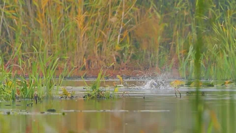 Wild ducks on the lake in early spring (Anas crecca) Stock Footage 144487396
