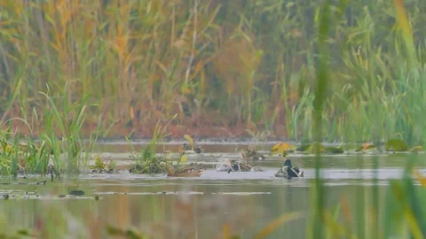 Wild ducks on the lake in early spring (Anas crecca) Stock Footage 144688960