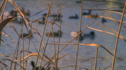 Wild ducks on the lake. Stock Footage 27208490
