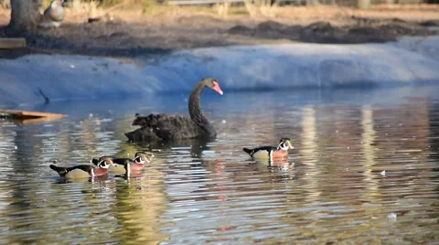 Wild ducks on the lake Stock Footage 47644171