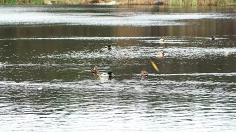 Wild ducks on the lake Stock Footage 65489109