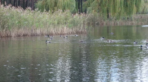 Wild ducks on the lake Stock Footage 65489644