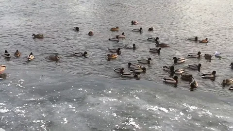 Wild ducks on a lake Stock Footage 72165401