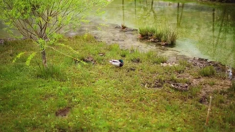 Wild ducks on the lake Stock Footage 76142990
