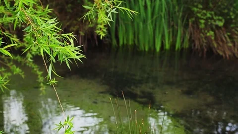 Wild ducks on the lake Stock Footage