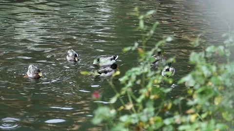 Wild ducks in a lake Vídeo Stock 76234101