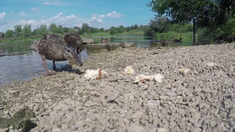 Wild ducks on the lake Stockbeeldmateriaal 78979727