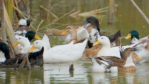 Wild ducks in the lake Stock Footage 116476128