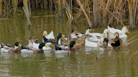 Wild ducks in the lake Stock Footage 116476133
