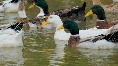 Wild ducks in the lake Stock Footage 116476181