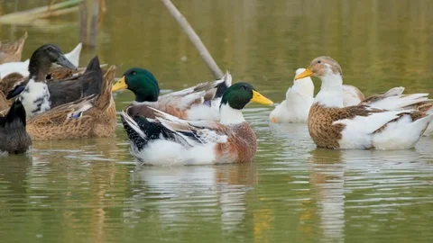 Wild ducks in the lake Stock Footage 116476230