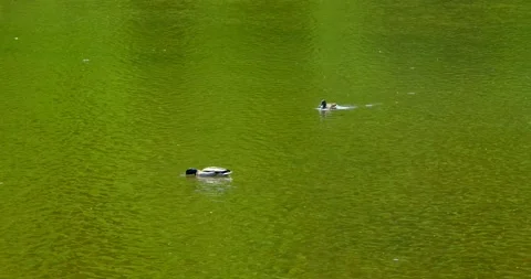 Wild ducks on the lake Stock Footage 240901467