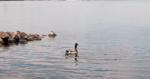 Wild ducks on the lake. Stock Footage 246449315