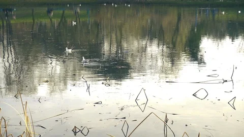 Wild ducks on lake in park  Video stock 87909261