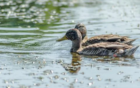 Wild ducks on the lake. Stock Photos