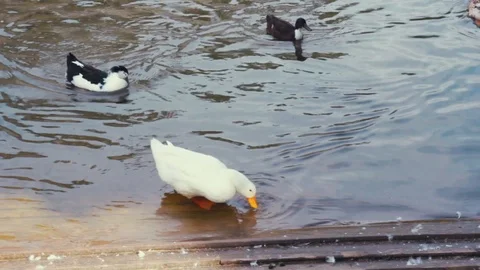 WILD DUCKS IN THE LAKE SIDE Video stock 110775742