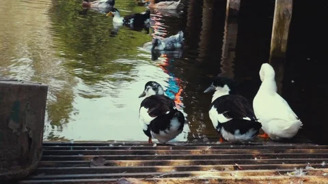 WILD DUCKS IN THE LAKE SIDE Stock Footage 110775750