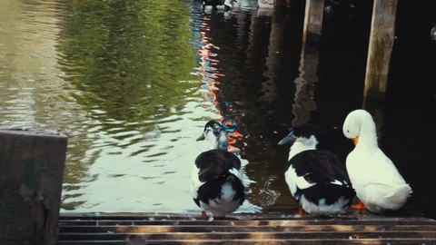 WILD DUCKS IN THE LAKE SIDE Video stock 110775756