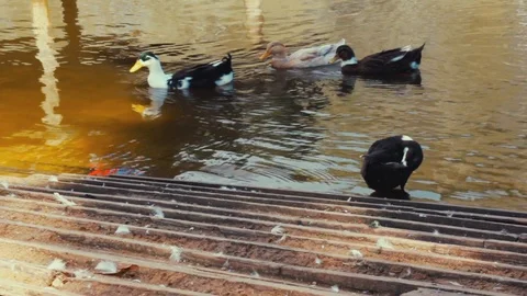 WILD DUCKS IN THE LAKE SIDE Stock Footage 110775772