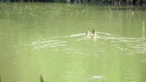Wild Ducks on Lake Surface Nature Footage Stock Footage 321047253