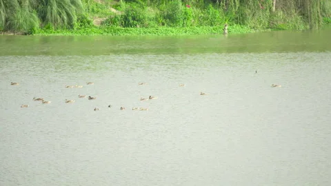 Wild Ducks on Lake Surface Nature Footage Stock Footage 321047420