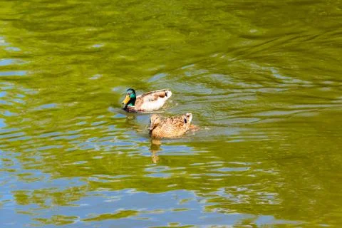 Wild ducks on the lake surface Stock Photos