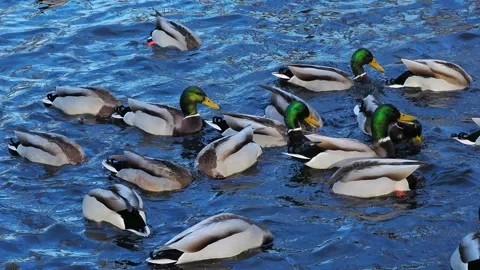 Wild ducks on the lake in winter. Stock Footage 320074814