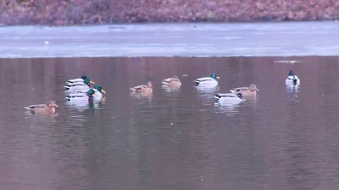 Wild ducks look for food Stock Footage 72790816