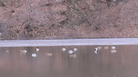 Wild ducks look for food 库存影片 73780922