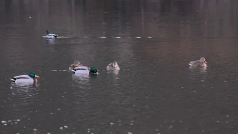Wild ducks look for food Видео 73780987