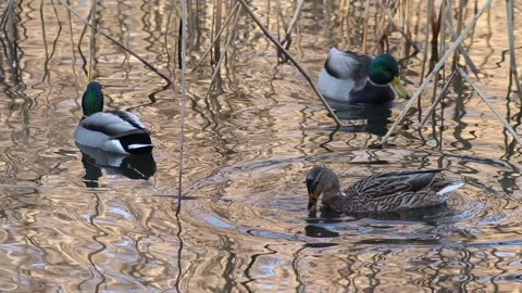  Wild ducks looking for food2 Stock Footage 269507031