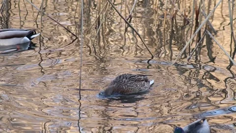Wild ducks looking for food3 Stock Footage 269507035