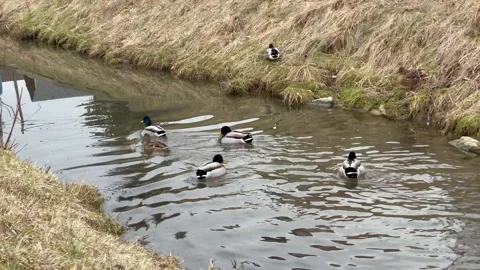 Wild ducks, mallard ducks are swimming in the river Stock Footage 171977955