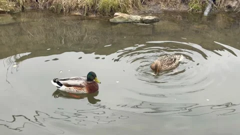 Wild ducks, mallard ducks are swimming in the river Stock Footage 171977990