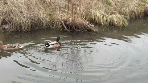 Wild ducks, mallard ducks are swimming in the river Stock Footage 171978053