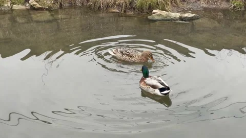 Wild ducks, mallard ducks are swimming in the river Stock Footage 172080372