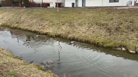 Wild ducks, mallard ducks are swimming in the river Stock Footage 172080442