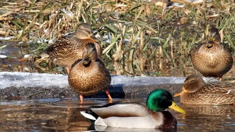 Wild ducks mallard enjoy the rays of the winter sun Stock Footage 85580762