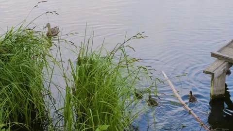 Wild ducks (mallard hen and ducklings) swimming in the Ros River, Ukraine, with Stock Footage 326272406