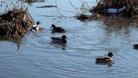 Wild ducks mallard mass dive under the water Stock Footage 87505241