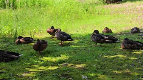 Wild ducks - mallards in the meadow in their natural environment resting 動画素材 288840394