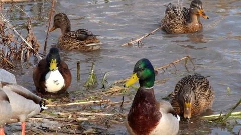Wild ducks mallards scurry to and fro Stock Footage 86110176