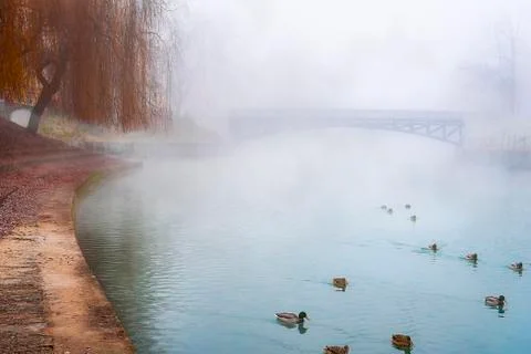 Wild ducks on a misty river Stock Photos